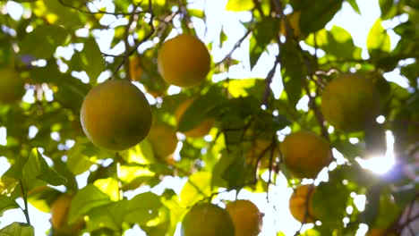 primer plano de una naranja en un árbol, casi madura, orgánica