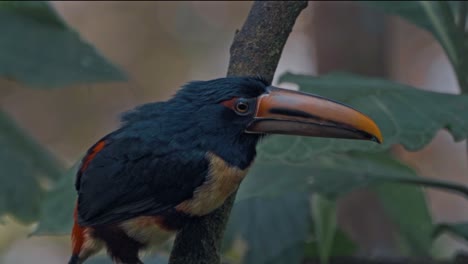 ecuador hooggebergte tuocan soort in mindo wolkenbos