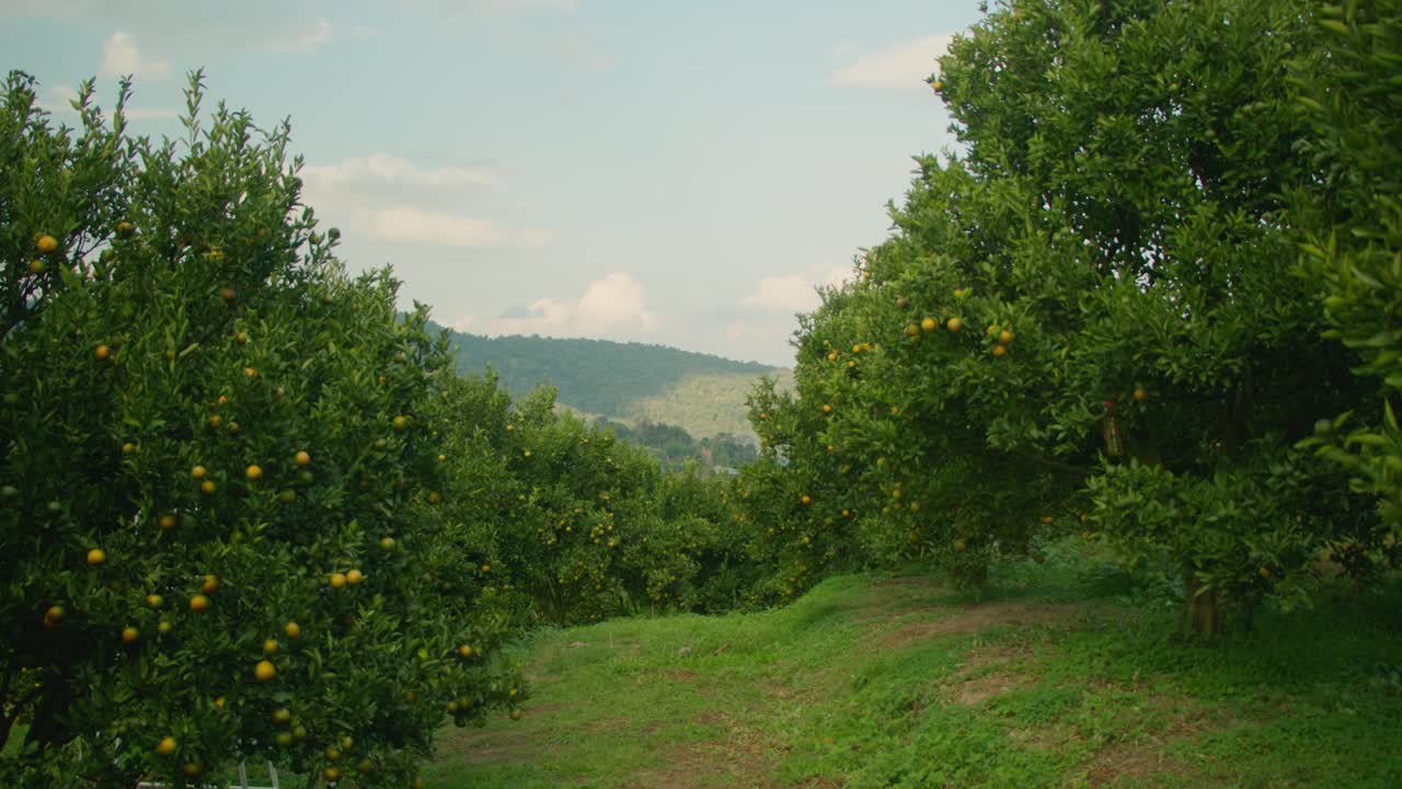Orange Orchard View