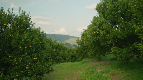 orange orchard view