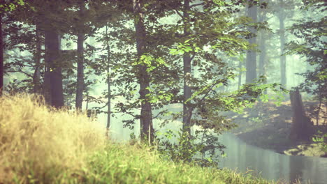 green grass in the forest at sunny summer morning