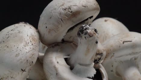 closeup pan right of white common button mushrooms on black background