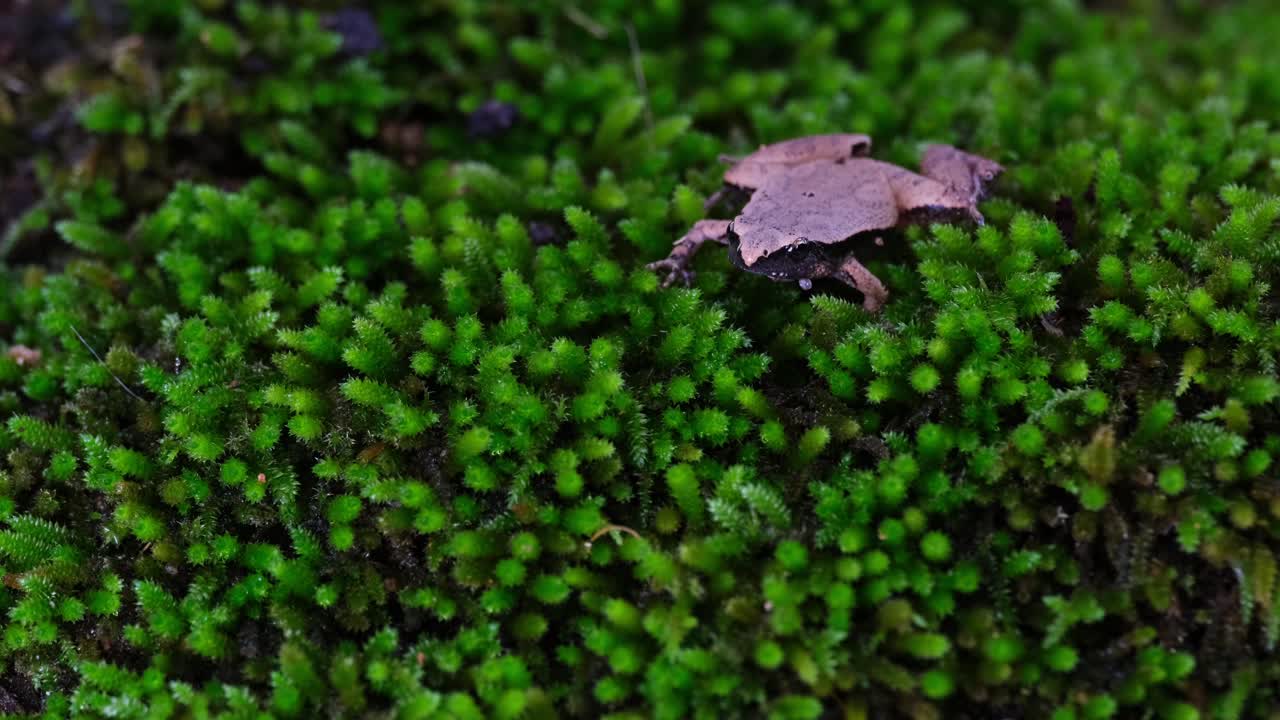 Resting while moving its neck as it croaks on a path of moss, Dark-sided Chorus Frog or Taiwan Rice Frog Microhyla heymonsi, Thailand