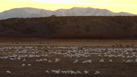 Bosque-Del-Apache,-Socorro-County,-New-Mexico,-United-States---A-Flock-of-Snow-Geese-Grazing-in-the-Grasslands-at-Sunset---Pan-Down-Shot