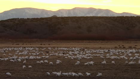 bosque del apache, condado de socorro, nuevo méxico, estados unidos - una bandada de gansos de nieve pastando en las praderas al atardecer - fotografía panorámica