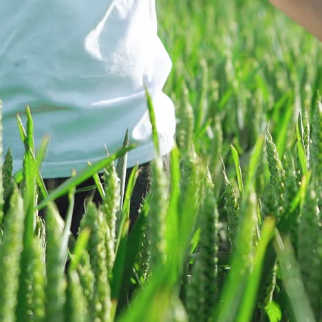child's hand touching green ears of wheat at sunset, slow motion