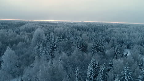 Filmische-Drohnenaufnahme,-Die-über-Schneebedeckte-Fichten-In-Der-Wilden-Und-Majestätischen-Winterlandschaft-Mit-Mysteriösem-Himmel-Im-Hintergrund-Fliegt