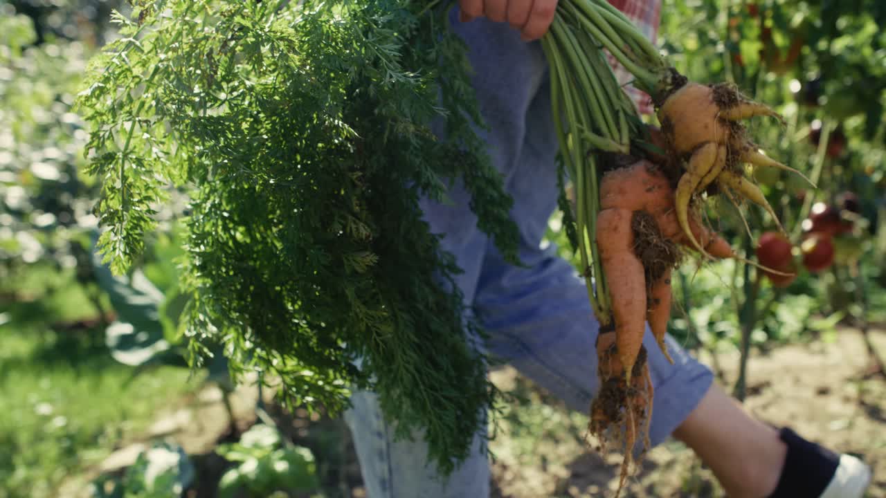 granjero caminando por el campo y agarrando un montón de zanahorias