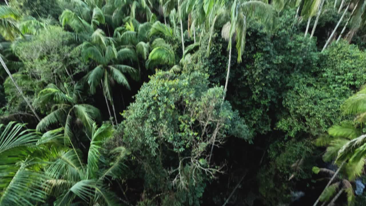 imágenes de aviones no tripulados del dosel del bosque exuberante