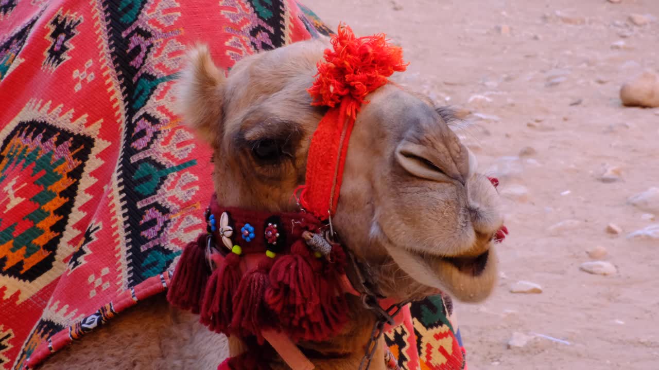 cerca de camello árabe comiendo, masticando y mostrando los dientes con el desierto de arena roja en jordania, oriente medio