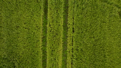 topdown view of green wheat fields growing on