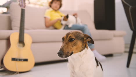 Kamera-Fokussiert-Auf-Einen-Am-Boden-Liegenden-Hund,-Im-Hintergrund-Streichelt-Ein-Blonder-Junge-Auf-Dem-Sofa-Seinen-Anderen-Hund-1