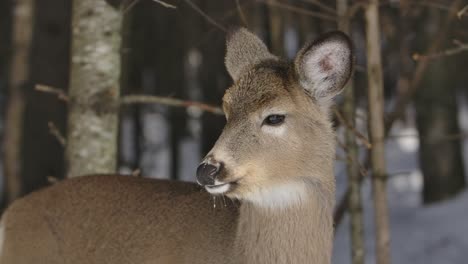 Weißwedelhirsche,-Die-Sich-Im-Winterwald-Umsehen