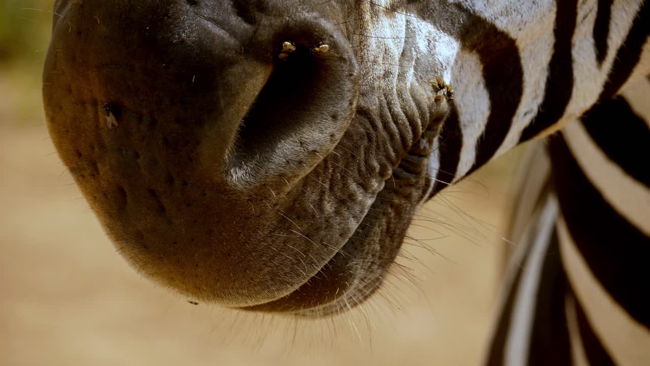 얼룩말 코에서 움직이는 파리의 매크로 샷