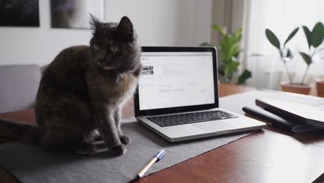 El-Gato-Está-Jugando-Con-Un-Bolígrafo-Al-Lado-De-Una-Computadora-Portátil,-Mientras-Está-Parado-En-El-Escritorio-De-La-Mesa