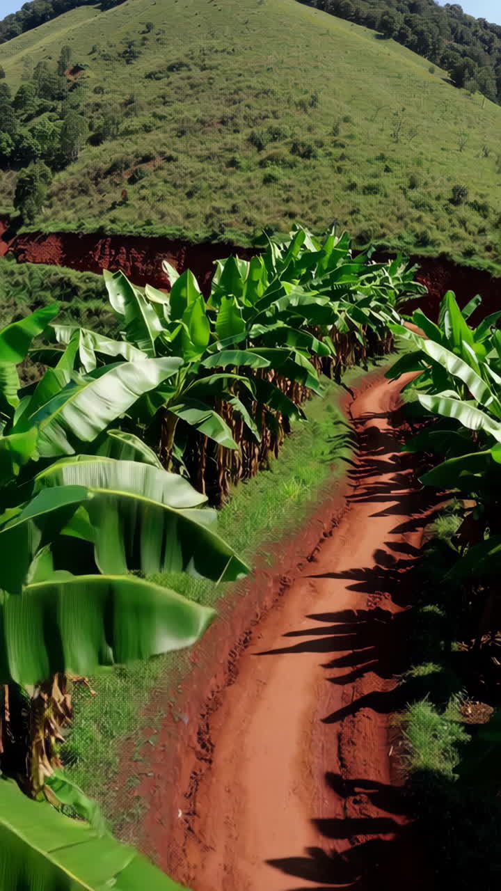 바나나 플랜테이션 공중 사진