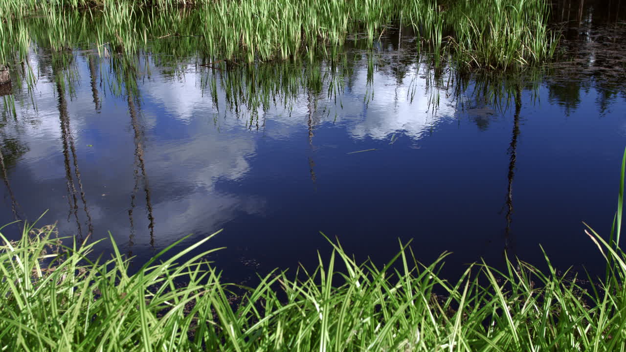 Schilderachtige vijver met een dichte begroeiing van zegge en kalmoes. Waterlandschap.