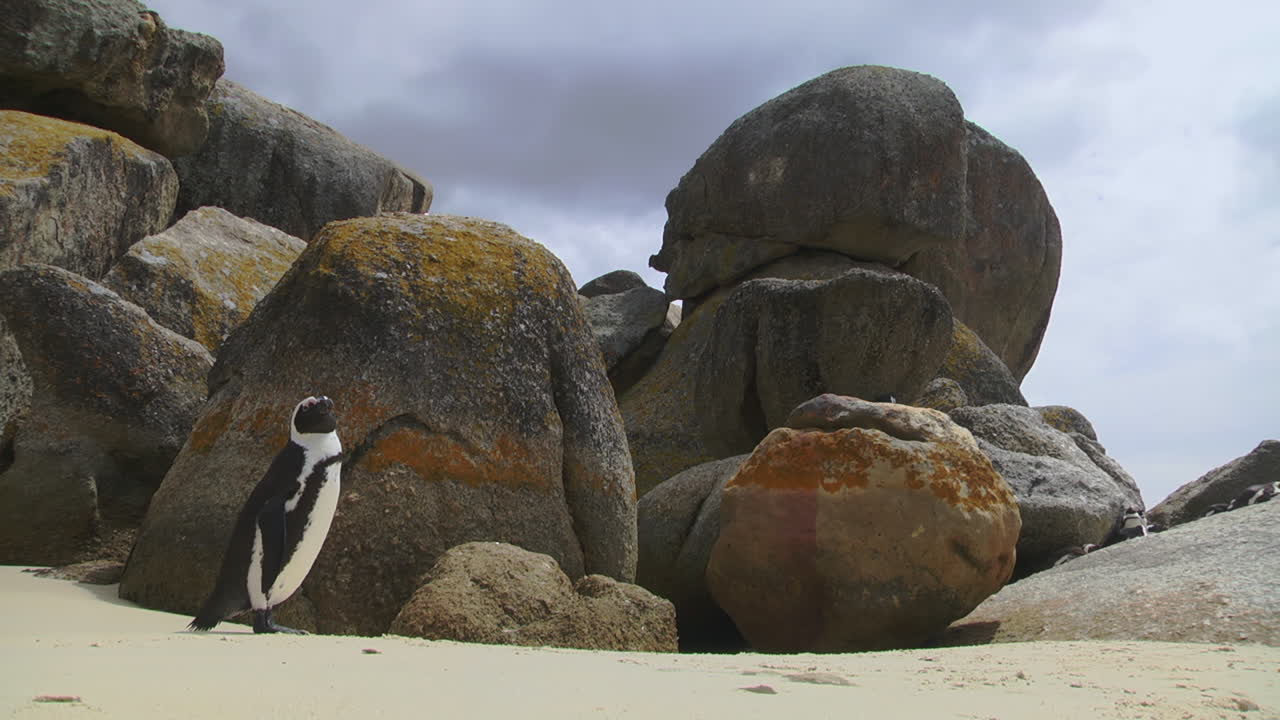 Inquisitive Penguin Standing Next To Rocks Outside. Locked Off