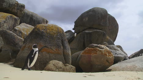 inquisitive penguin standing next to rocks outside. locked off