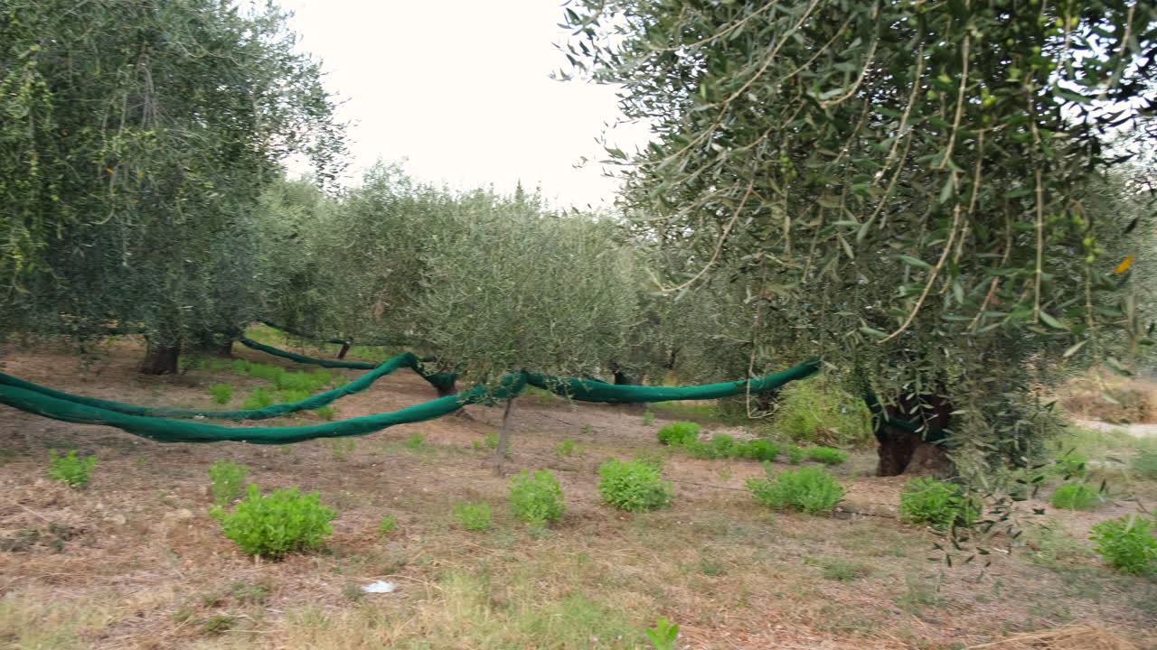 olivos agricultura cultivo