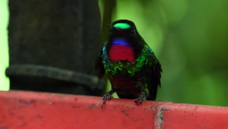 An-iridescent-hummingbird-flys-into-a-forest-after-drinking-sugar-water-in-Ecuador,-South-America