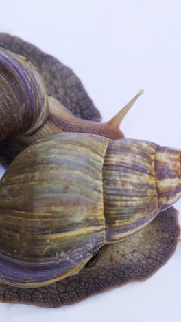 two achatina snails on a white background creep and wiggle the horns. use of snails in medicine and cosmetology. vertical video
