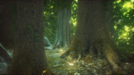 the primeval forest with mossed ground