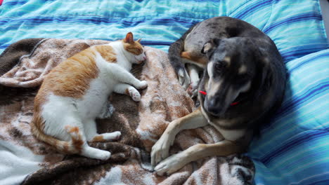 Gato-Y-Perro-Acostados-Juntos-En-La-Cama