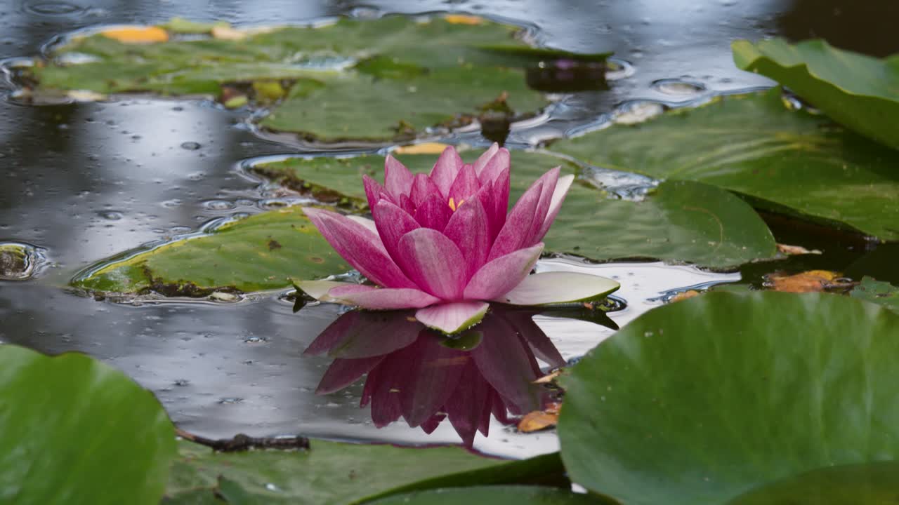 Pink water lily floats among green leaves on reflective pond, gentle camera pan, soft daylight