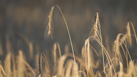 golden ears of wheat in the field