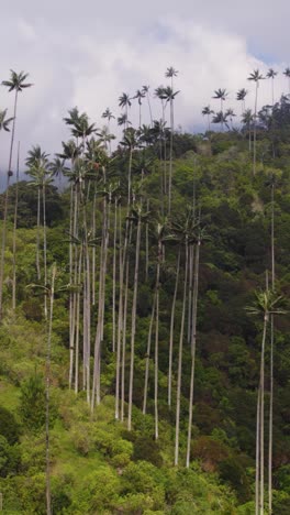 drone colombia’s cocora valley showing tall wax palm trees in lush mountain forest - vertical