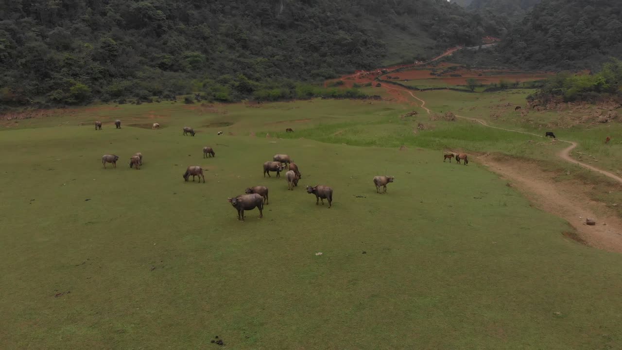 orbit around big group of buffalo at Cao bang vietnam, aerial