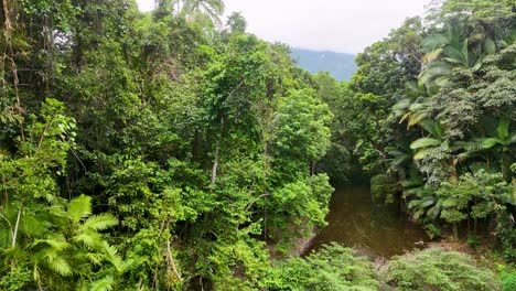 drone footage captures the dense, vibrant greenery of port douglas' daintree rainforest, highlighting the serene creek and diverse plant life