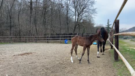 Cute-little-foal-and-mother-mare-horse-together-in-ranch-paddock