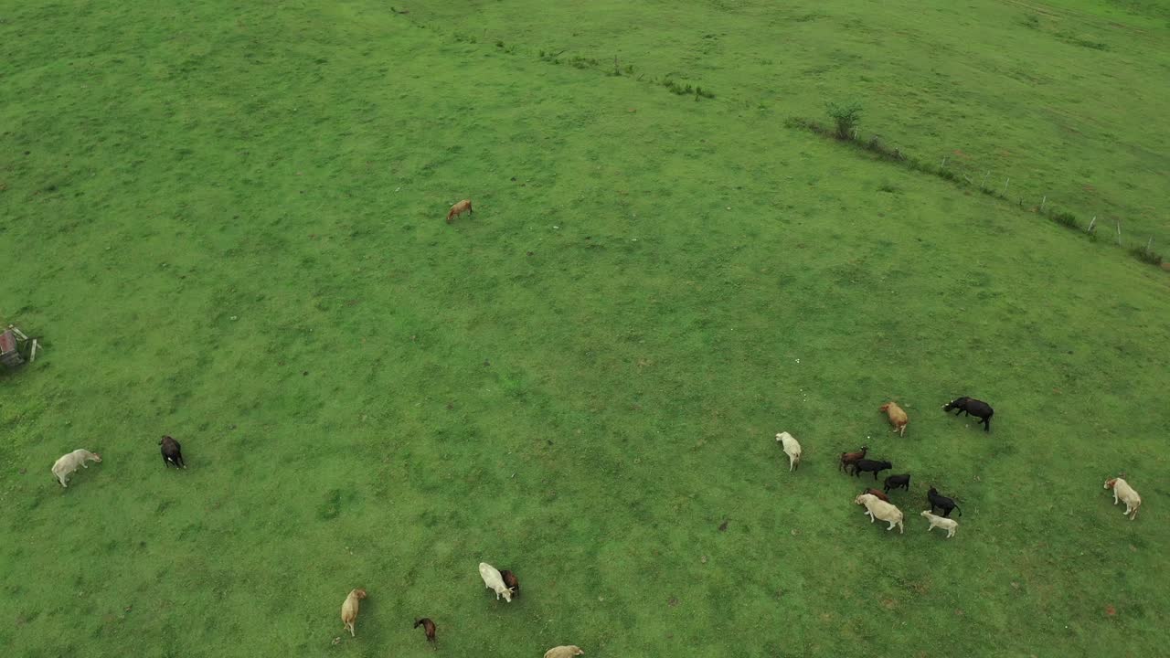 커밍 조지아의 소로 가득한 언덕