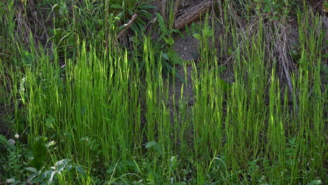 Gras-Abstrakter-Hintergrund-Frühling-Und-Wind
