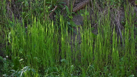 grass abstract background spring and wind