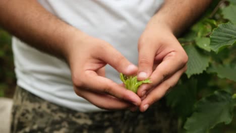 un joven granjero recogiendo avellanas de un árbol de avellanas.