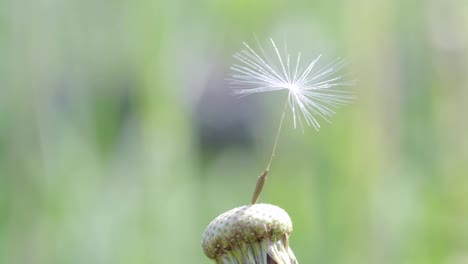 última semilla en el diente de león