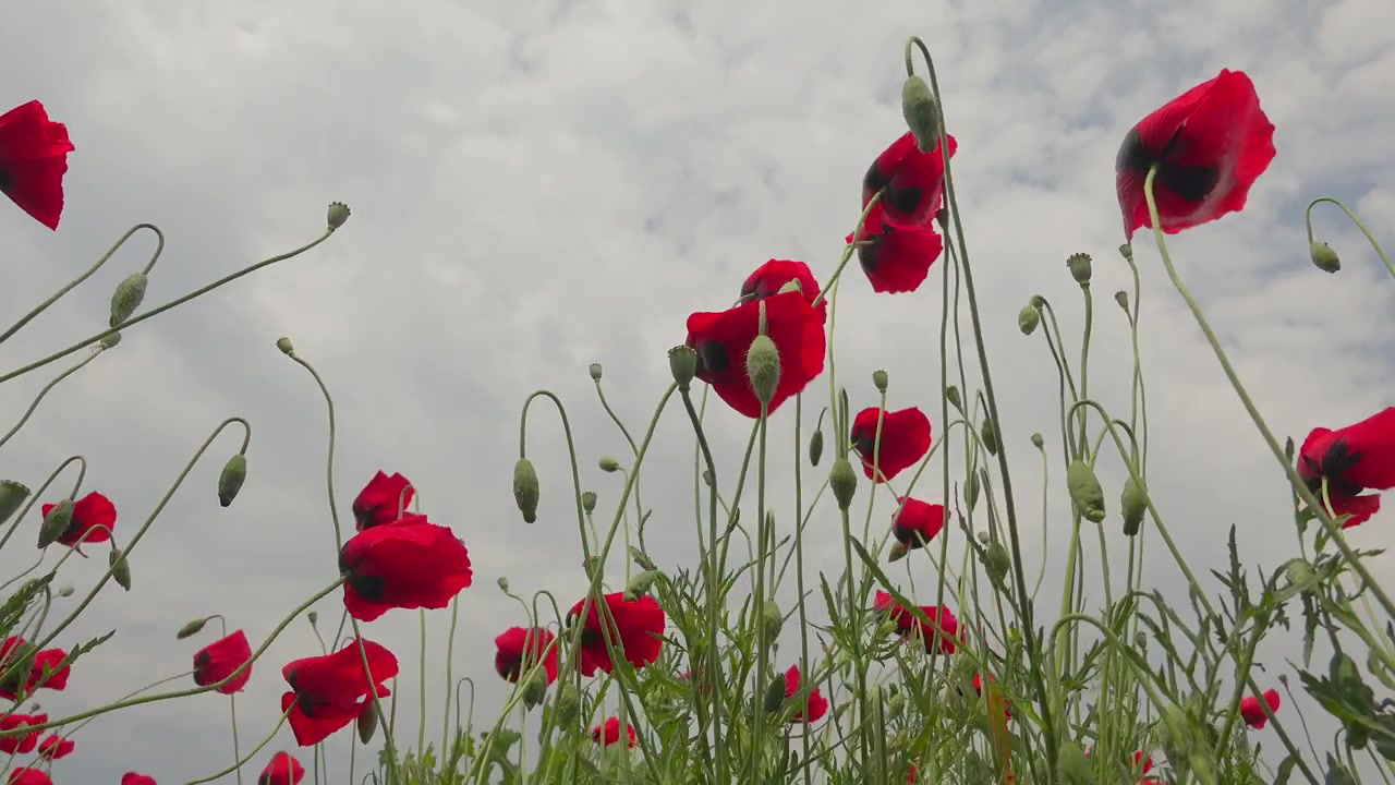 Rote Mohnblumen wiegen sich im Wind vor einem bewölkten Himmel