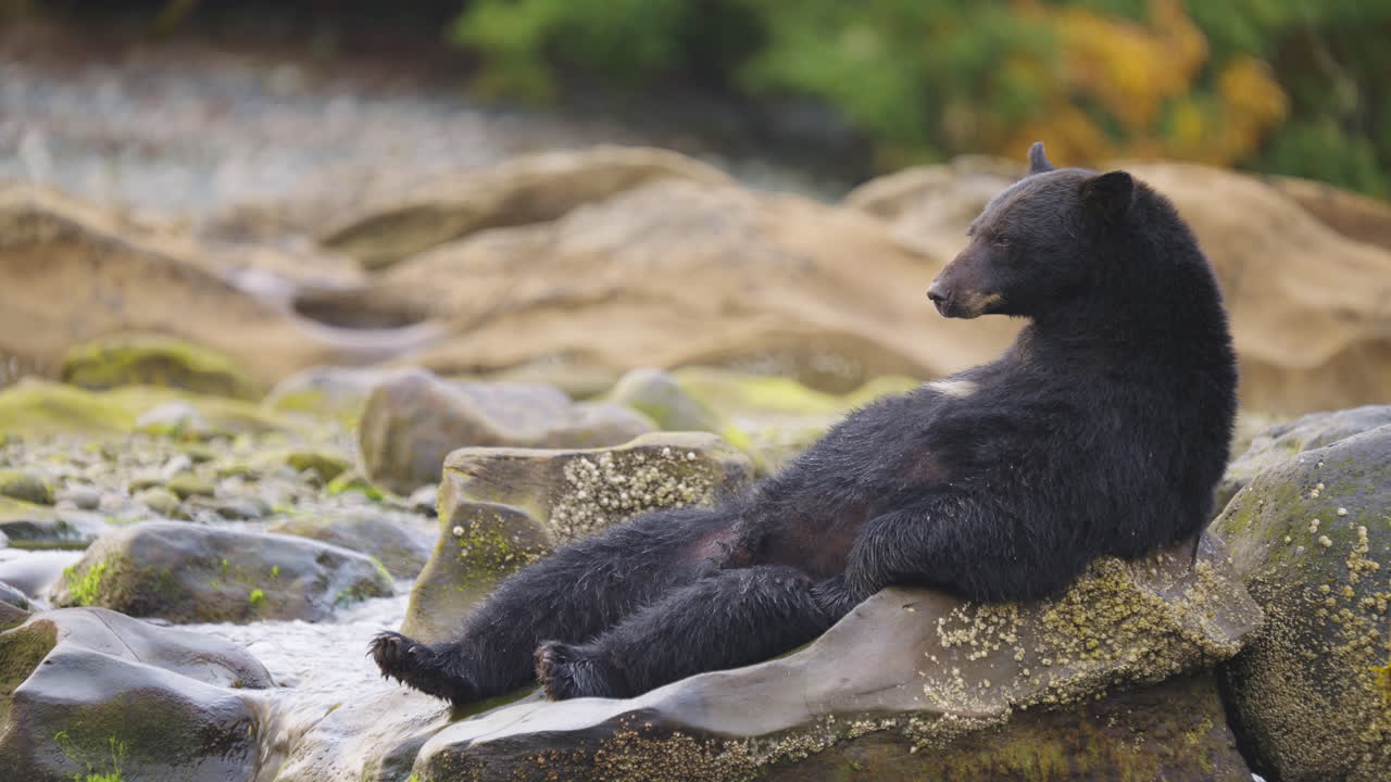 Un orso nero cammina lungo il fiume e la spiaggia in cerca di salmone da mangiare prima del letargo nella Columbia Britannica, in Canada