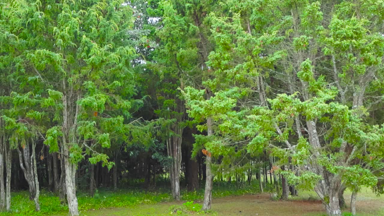 Big juniper trees and pine trees in Saaremaa Estonia during summer time on a cloudy day