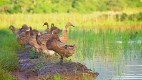 una bandada de patos toma el sol después de nadar en el agua