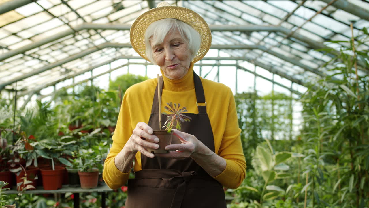 Senior woman gardener in a greenhouse