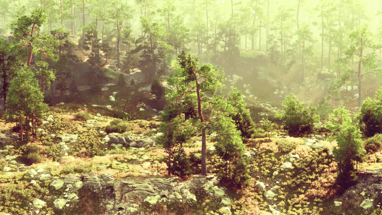 소나무 가 있는 숲 의 멋진 풍경