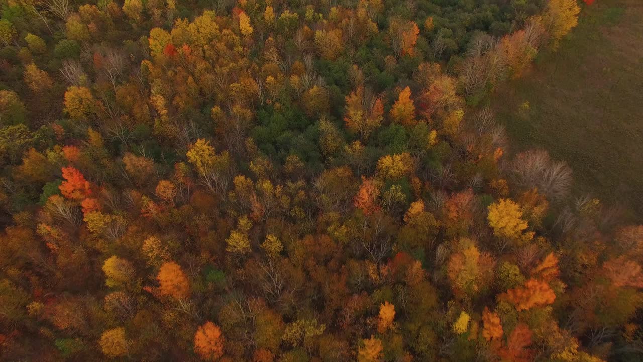 Ilmakuva syksyn värikkäistä puista.