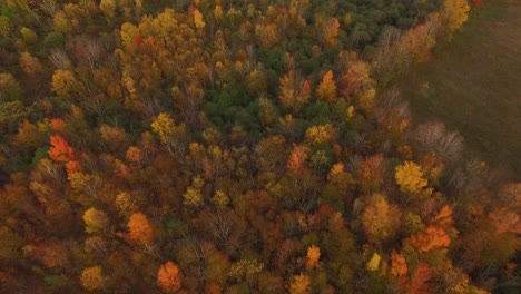 aerial view of trees full of the colors of fall