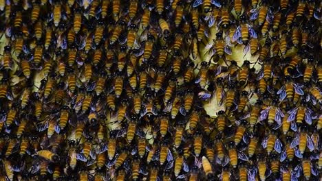 giant honey bees are known to build large colonies of nest with symmetrical pockets made of wax for them to store honey as their food source