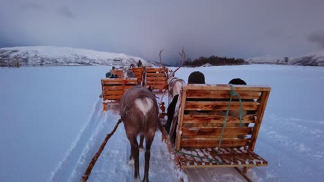 Reindeers-pulling-sleighs-with-tourists-in-snow,-Tromso-region,-Northern-Norway