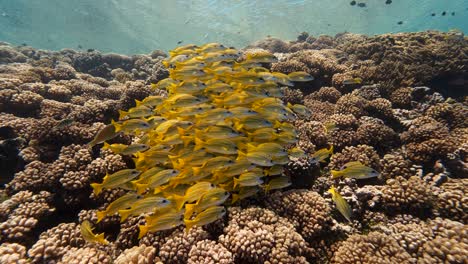 Escuela-De-Pargo-Amarillo-En-Agua-Clara-En-Un-Arrecife-De-Coral-Tropical-En-La-Polinesia-Francesa,-En-El-Océano-Pacífico-Disparado-Contra-La-Superficie-En-Cámara-Lenta